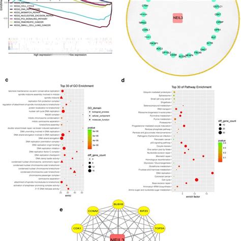 Functional Enrichment Analysis And Proteinprotein Interaction Network