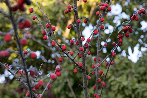 Cotoneaster How To Grow And Care For Cotoneaster Bbc Gardeners World