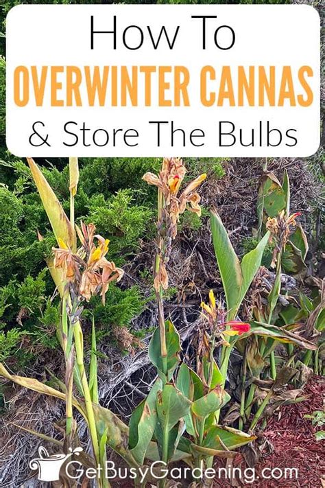 How To Overwinter Canna Lilies Properly Store The Bulbs Canna Lily