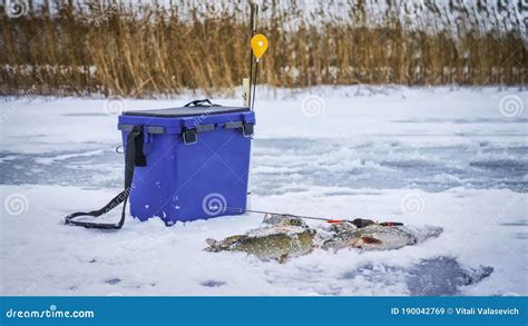 Winter Fishing. Perch and Pike Caught from Ice Stock Image - Image of lake, fishing: 190042769