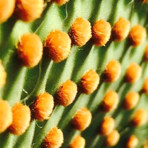 Opuntia Microdasys Var Rufida Opuntia Microdasys Cactus Flower Plants