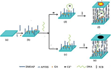 Illustration Diagram Of Detection Stragegy And Fabrication Process Of