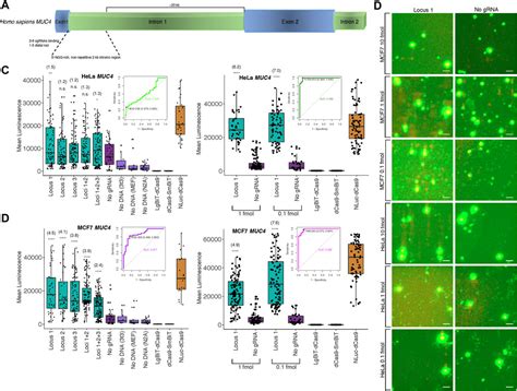 Frontiers Imaging Unique Dna Sequences In Individual Cells Using A