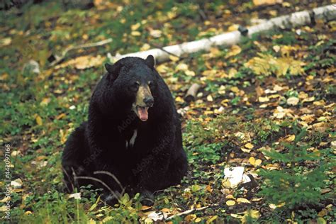 Ours Noir Ursus Americanus Baribal Dans La For T Au Qu Bec Canada En