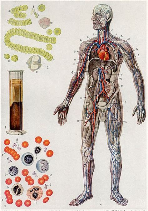 C 1920 S CIRCULATION BLOOD LITHOGRAPH Original Antique Etsy