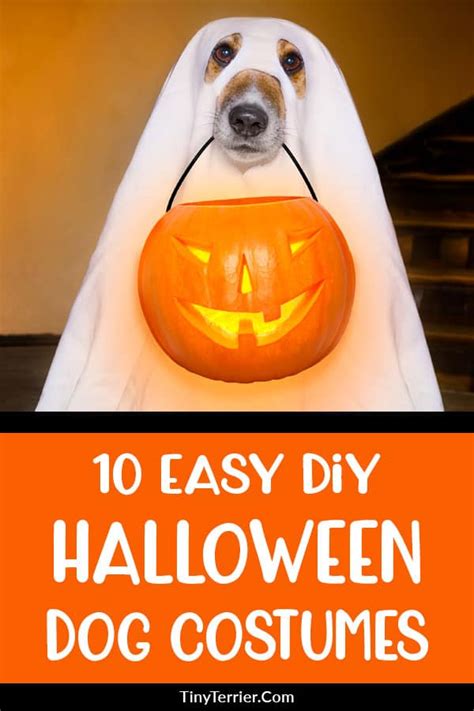 Easy DIY Halloween Dog Costumes to Make | Tiny Terrier