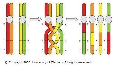variation  types effect  level biology revision notes
