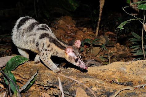 iucn ssc small carnivore specialist group iucn