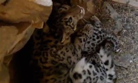 Intimate, Rare Footage of Mongolian Snow Leopard With Her Cubs - ICT News