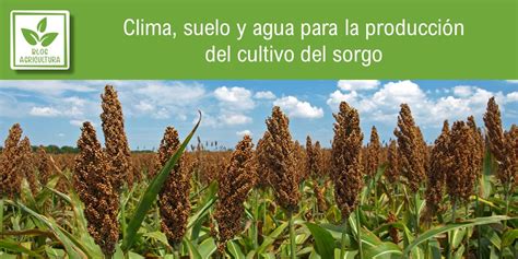 Clima suelo y agua para la producción del cultivo del sorgo