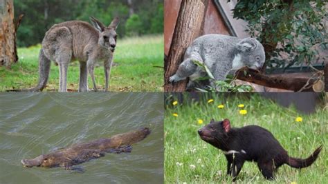 10 Animals In Oceania - Online Field Guide