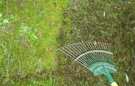 Organic Moss Control For Lawns