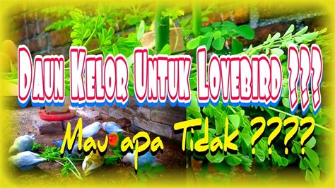 Pemberian Extra Fooding Daun Kelor Untuk Lovebird Koloni YouTube