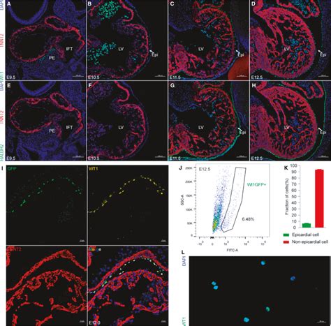 Epicardium Constitutes A Low Proportion Of Cardiac Cells A‐h Download Scientific Diagram