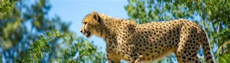 18 Cheetah Facts Exploring Their Speed and More