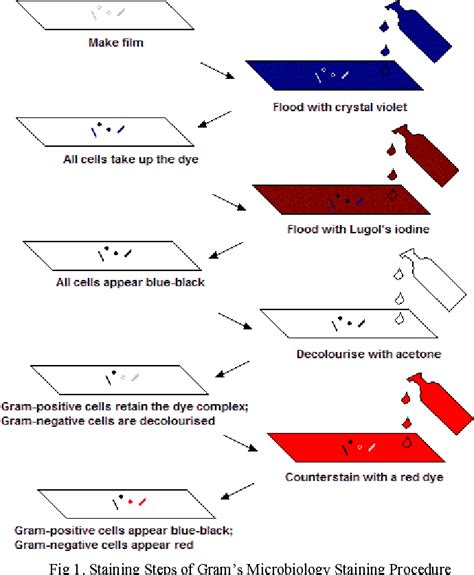 Staining Gram Stain Procedure