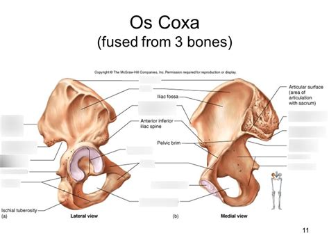 Os Coxa Diagram Quizlet