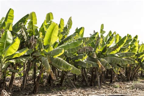 Plantação De Banana Na Ilha De Madeira Foto de Stock Imagem de ilha