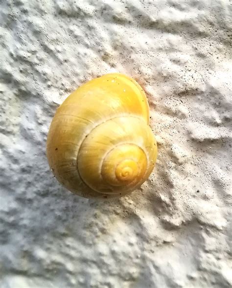 Gartenschnirkelschnecke Cepaea Hortensis Gartenschnirkel Flickr