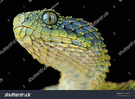 1,098 Venomous Bush Viper Snake Images, Stock Photos & Vectors ...