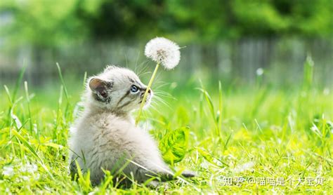 其实养猫久了，你会有所变化，甚至改变人生 知乎