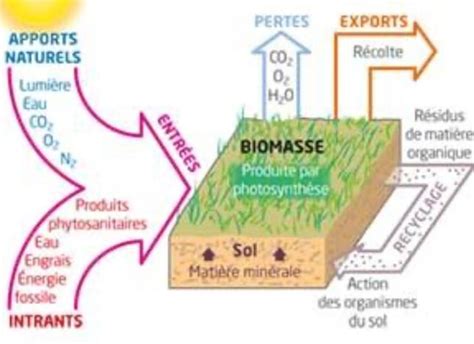 Chapitre Structure Et Fonctionnement Des Agrosyst Mes 11925 Hot Sex