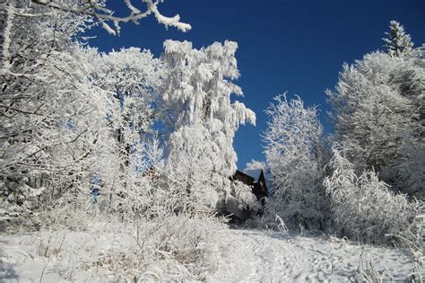 Bildet tre natur gren fjell snø kald vinter himmel hvit