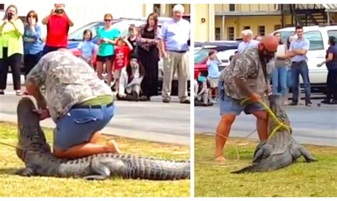 Video Florida Man Subdues And Captures 10 Ft Alligator On School Lawn The Epoch Times