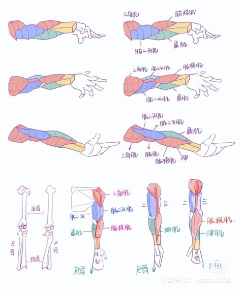 Drawing Male Anatomy Arm Anatomy Human Body Anatomy Hand Drawing