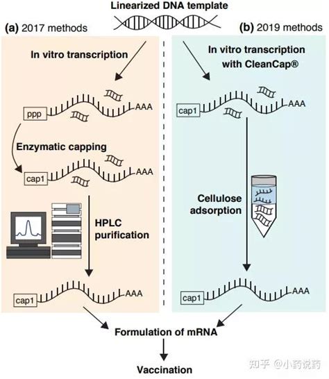 Mrna