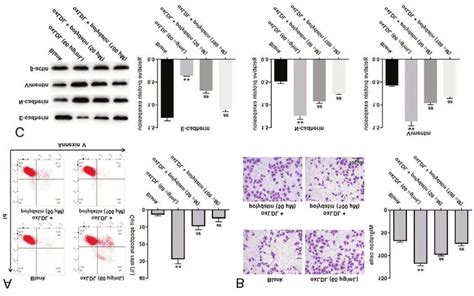 Polydatin Reverses Oxldl Induced Apoptosis Migration And Emt Process