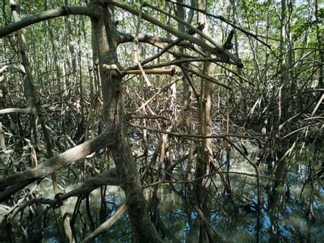 Natural Mangrove Vegetation with Roots Stock Image - Image of green ...