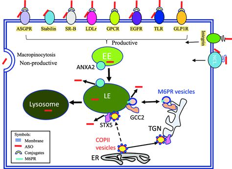 Schematic Prediction Of Aso Adsorption And Intracellular Trafficking