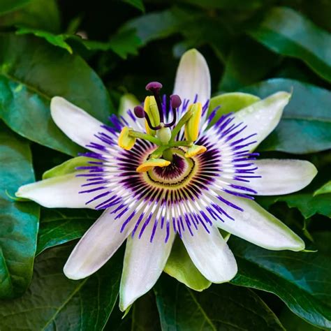 Flor Azul o Passiflora Passiflora caerulea hojas en jardín tropical