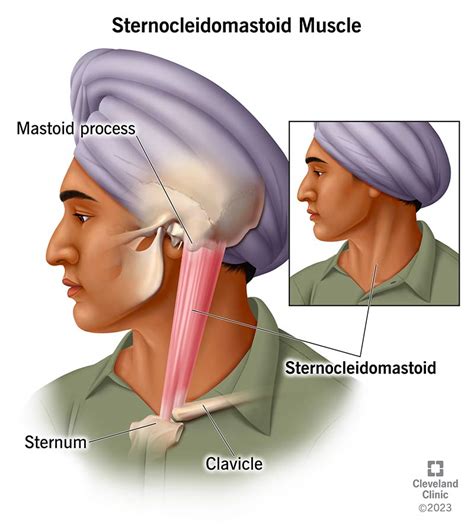 What Is The Sternocleidomastoid Scm Muscle