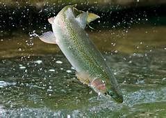 Rainbow Trout Farming For Business - Profitable Livestock Farming