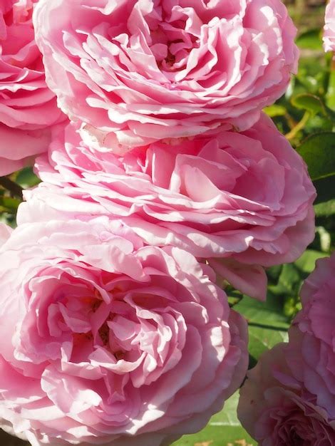 Premium Photo A Bunch Of Pink Roses With The Word Rose On It