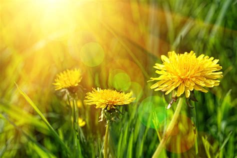 Why Choose Naturopathy – Dandelion Naturopathy