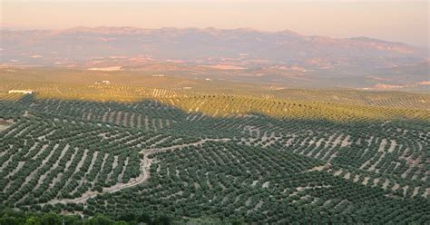 Farmarbeit Spanien Arbeiten Auf Einer Farm In Spanien