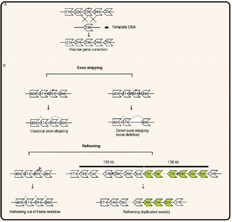 A Schematic View Of Dmd Gene Correction By Crisprcas9 A Precise Download Scientific Diagram