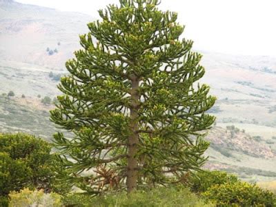 Los Simbolos Patrios y Los Proceres: Símbolos Patrios Menores-El Árbol ...