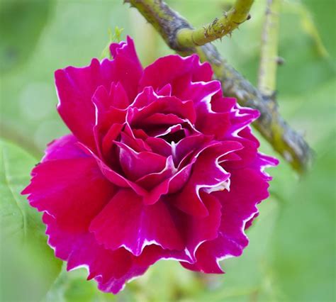 Bourbon Rose Baron Girod De L Ain Duftrose Blumen Rosen Sch Nheiten