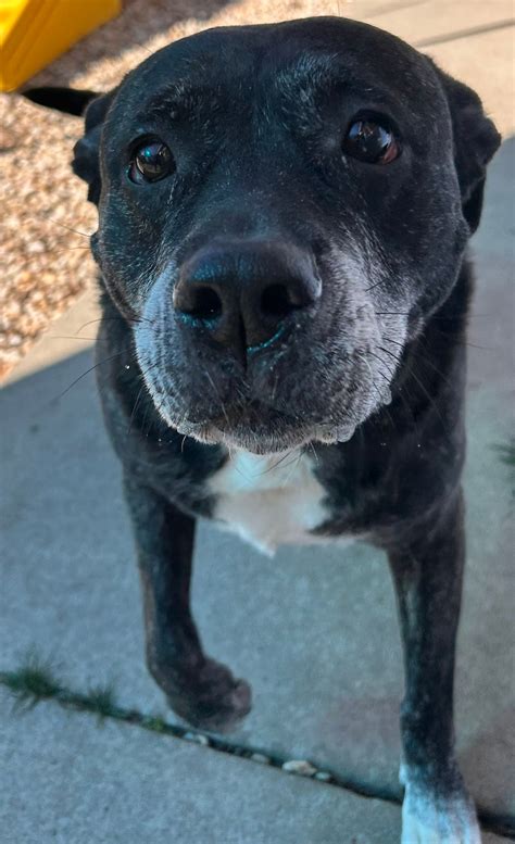 Charleston Pet Resort added a new... - Charleston Pet Resort