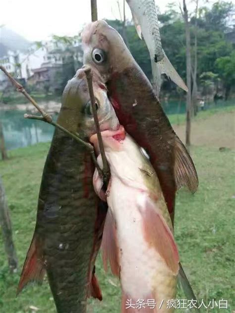 農村小哥戶外帶鍋釣魚，釣到直接現場煎魚 每日頭條