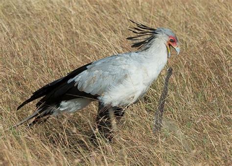 Secretarybird | The Peregrine Fund