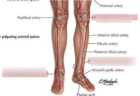 Posterior Tibialis Pulse