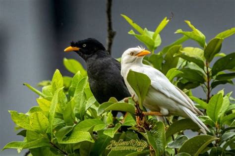 Leucistic Mynah Bird Ecology Study Group