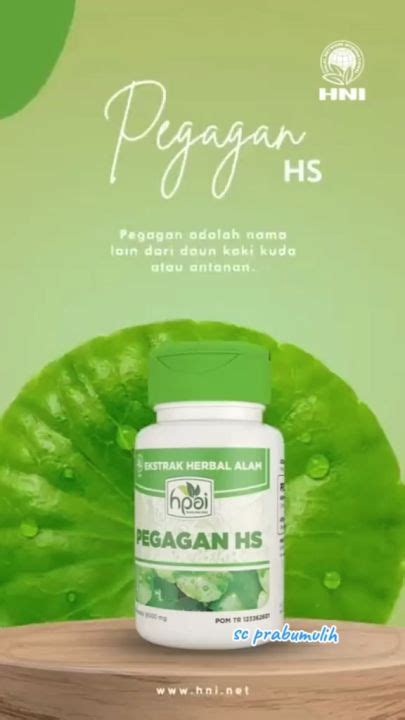 Pegagan Hs Hni Hpai Untuk Memperlancar Peredaran Darah Lazada