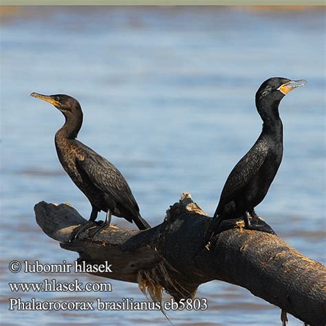 Phalacrocorax Brasilianus Olivaceus Kormor N Neotropick Subtropick