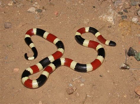 Arizona Coral Snake Facts and Pictures